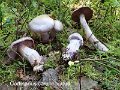 Cortinarius camphoratus-amf597-1